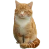 🐈