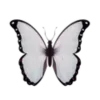 🦋