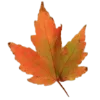 🍁