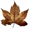 🍁