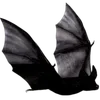 🦇