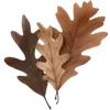 🍂