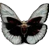 🦋