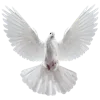 🕊️