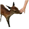🦌