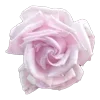 🌹