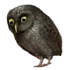 🦉