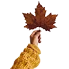 🍁