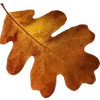 🍁