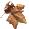 🍁