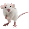 🐁