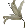 🪷