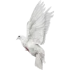 🕊️