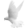 🕊️
