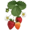 𝐬𝐩𝐫𝐢𝐧𝐠 𝐝𝐚𝐲﹝ ﹞ — Telegram emoji pack