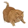 🐱