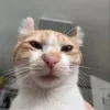 😺