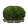 🌳