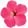 🌺