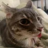 😺