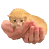 🐈