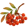 🍒