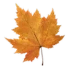 🍁