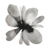 🌸