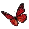 🦋