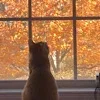 🐈