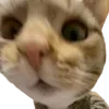 🫢