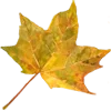 🍁