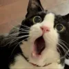😺