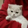 🐱