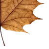 🍁