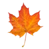 🍁