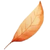 🍂