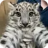 🐱