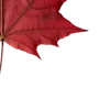 🍁