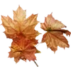 🍂