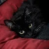 🐱