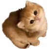 🐈