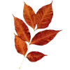 🍂
