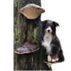🐶