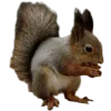 🐿