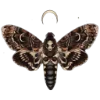 🦋