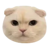 🐱