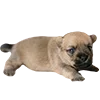 🐶
