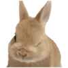 🐰