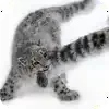 🐱